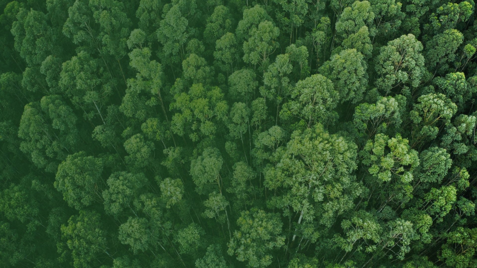 https://www.cdlan.it/en